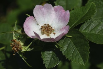 Dog rose (Rosa canina), wild rose, rose hip, blossom, Wilnsdorf, North Rhine-Westphalia, Germany