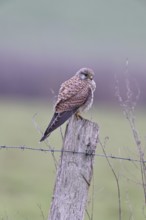 Kestrel (Falco tinnunculus), on a pasture fence post, Bieslicher Insel, Lower Rhine, North