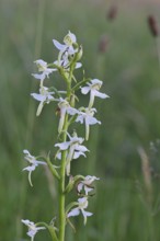 Greater butterfly-orchid (Platanthera chloranta), Orchid of the Year 2025, in a meadow, Wilnsdorf,