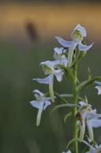 Greater butterfly-orchid (Platanthera chloranta), Orchid of the Year 2025, in the evening light in