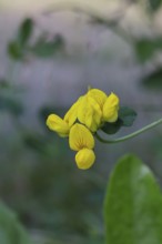 Bird's-foot Trefoil, Bird's-foot Trefoil (Lotus corniculatus), yellow flower in a meadow,