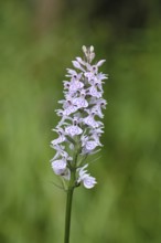 Moorland spotted orchid (Dactylorhiza maculata), inflorescence, close-up, Wilnsdorf, North