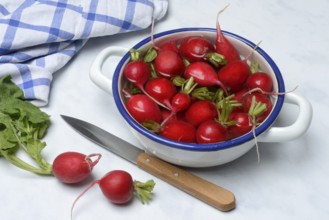 Radish in skin, in water, Raphanus sativus