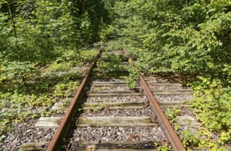 Rusty tracks, overgrown with trees and weeds, at the former Blumendorf railway station. Bad