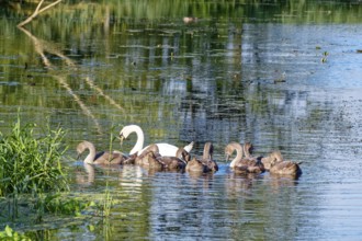 A swan with young on the River Trave in Brenner Moor. The Brenner Moor is a salt marsh, FFH area,
