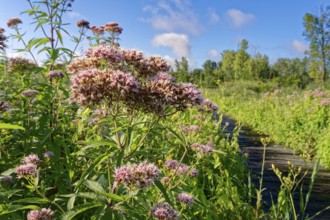 Purple-flowering water eupatorium (Eupatorium cannabinum), also known as Kunigkraut, on a footpath