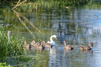 Two swans with young on the River Trave in Brenner Moor. The Brenner Moor is a salt marsh, FFH