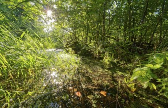 Moat and vegetation in the Brenner Moor. The Brenner Moor is a salt moor, FFH area, in the