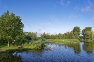 Resting place and a swan with young on the River Trave in Brenner Moor. The Brenner Moor is a salt