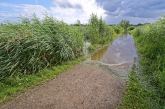 Flooded footpath after heavy rainfall in Brenner Moor. The Brenner Moor is a salt moor, FFH area,