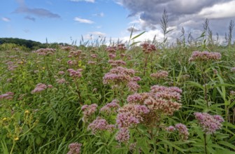 Purple-flowering water eupatorium (Eupatorium cannabinum), also known as Kunigkraut, in the Brenner