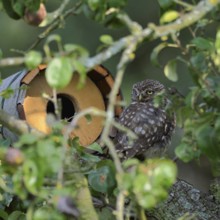 In front of the nesting tube... Little owl (Athene noctua) sits well hidden in front of a nesting