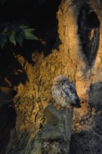 In the first light... Little owl (Athene noctua), still relatively young owl sits at sunrise near