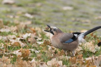 Eurasian Jay (Garrulus glandarius) stands in autumn leaves in a meadow and keeps an acorn in its
