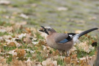 Eurasian Jay (Garrulus glandarius) in the midst of autumn leaves keeping an acorn in its beak,