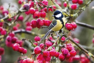 A great tit (Parus major) on a branch full of red berries, caught in a lively autumn scene, Hesse,