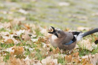 Eurasian Jay (Garrulus glandarius) in a meadow with autumn leaves holding an acorn in its beak,