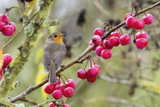 A robin (Erithacus rubecula) sits on a branch laden with red berries, surrounded by an autumnal