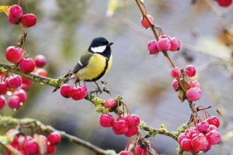 A great tit (Parus major) sits on a branch covered with red berries in an autumnal setting, Hesse,