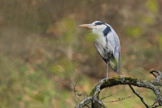 A gray heron (Ardea cinerea) stands on a bare branch covered with moss and lichens in natural