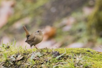 A wren (Troglodytes troglodytes) stands on mossy ground in a natural autumn scene, Hesse, Germany