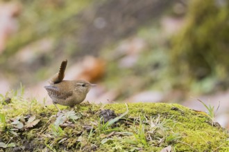 A wren (Troglodytes troglodytes) sits on moss-covered ground in an autumn environment, Hesse,