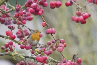A robin (Erithacus rubecula) sits among bright red berries on a branch in natural surroundings,