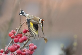 Departure of a goldfinch (Carduelis carduelis) from a branch with bright red berries, Hesse,