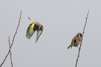 A goldfinch (Carduelis carduelis) flies next to a seated bird between sparse branches against a