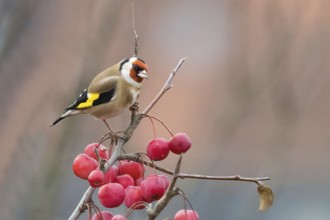 A goldfinch (Carduelis carduelis) sits on a branch with red berries against a blurred background,