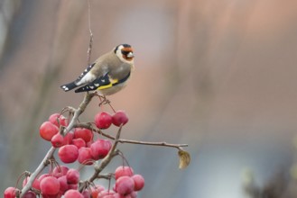A goldfinch (Carduelis carduelis) resting on a branch with bright red berries against a soft