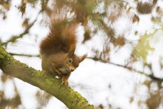 Squirrel (Sciurus vulgaris) on a branch with autumn leaves in the background, Hesse, Germany