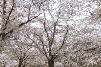 White-blooming cherry trees in spring on Rose Island in Bad Kreuznach, Germany