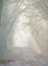 Light-flooded forest trail, fascinating rays of light, peaceful, mood, fog, glows, morning haze,