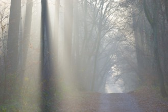 A light-flooded forest trail with fascinating rays of light, fog, lights, morning haze, morning