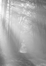 Misty forest trail in black and white, silence of a mystical landscape, light-flooded forest, path,