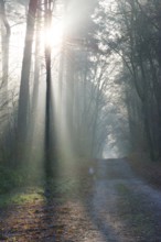 A light-flooded forest trail, fascinating rays of light, peaceful, atmosphere, fog, glows, morning