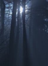 Mystical dark forest in shades of blue, fog flooded with moonlight, foggy, gloomy forest, silence,