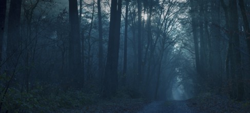 Mystical dark forest in shades of blue, fog, weak light, foggy, gloomy forest path, silence,