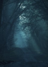 Mystical dark forest in shades of blue, fog, flooded with low light, foggy, gloomy forest path,