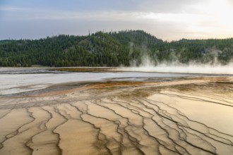 180819_355 Brown layered stratiform mats at the outer perimeter of the Grand Prismatic Spring in