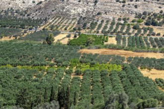 Large olive plantation, Kamilari, Crete, Greece