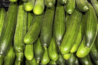 Snake cucumbers (Trichosanthes anguina) displayed by grocery retailers greengrocers retail