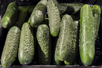 Country cucumbers outdoor cucumbers with slightly prickly rough rough skin rich in vitamins C and K