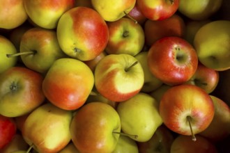 Organically grown apples natural food fruit for healthy eating locally grown local production on