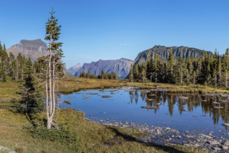 240905_116 Pond along the Hidden Lake Overlook Trail from the Logan Pass Visitor Center in Glacier
