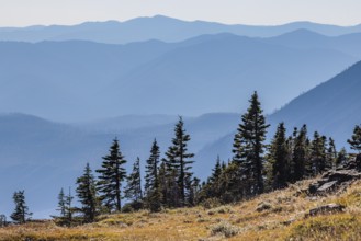 240905_077 Pine trees along the ridges of the mountains along the Hidden Lake Trail from the Logan