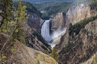240913_091 Lower Falls of the Yellowstone River in Yellowstone National Park, Wyoming, USA