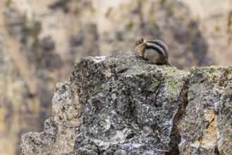 240913_013 Golden-mantled ground squirrel sitting on a jagged rock in Yellowstone National Park,