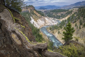 180822_049 View of the Yellowstone River at the bottom of the Grand Canyon of the Yellowstone from
